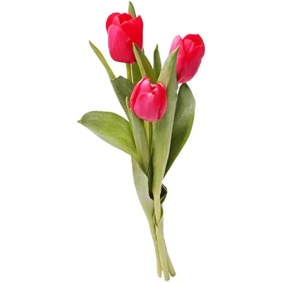 Букет из 51 тюльпана «Белые и персиковые тюльпаны в упаковке», артикул:  333012975, с доставкой в город Москва (внутри МКАД)