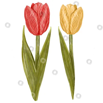 нарисованные тюльпаны арт цветок ковер - TenStickers