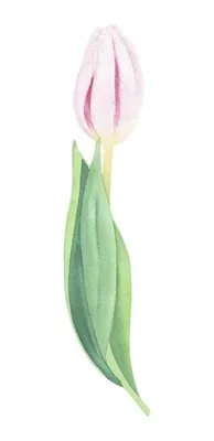Тюльпаны нарисованные акварелью» — создано в Шедевруме