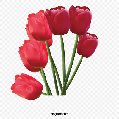 Тюльпаны нарисованные рукой декоративные для вашего дизайна Иллюстрация  штока - иллюстрации насчитывающей план, линия: 69140103