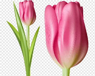 Картина тюльпаны букет цветов купить напрямую от художника