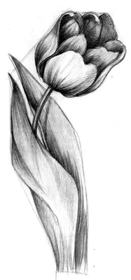 Тюльпан, нарисованный одной линией иллюстрация на белом фоне | Премиум  векторы