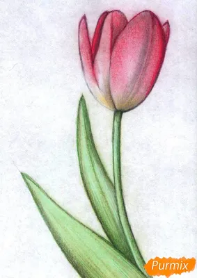 Как нарисовать тюльпан цветные карандаши поэтапно | Рисунки, Искусство из  пастели, Рисунки цветов