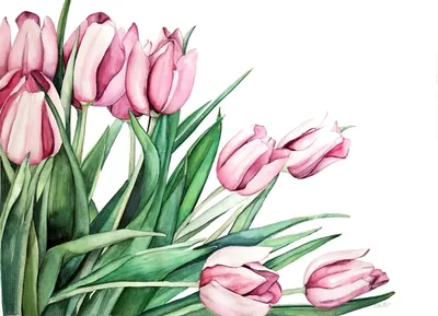 Сад тюльпанов Мемориала Индиры Ганди Tulipa gesneriana Pink Flower, Тюльпан  с ручной росписью, Акварельная живопись, cdr, нарисованные png | PNGWing