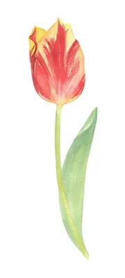 Урок. Тюльпаны для открытки акварелью - Demiart