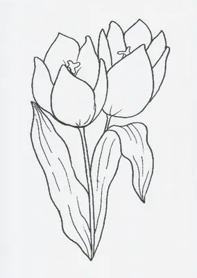 Тюльпаны, нарисованные акварелью | Премиум Фото