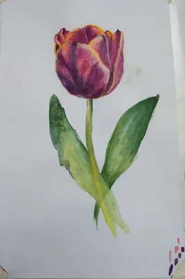 15 способов нарисовать красивые тюльпаны - Лайфхакер
