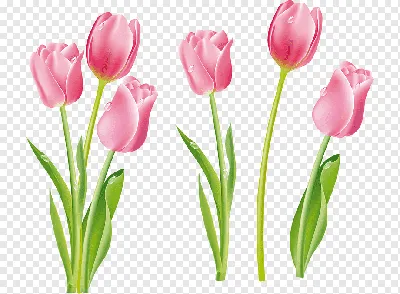 Нарисованные Тюльпаны Акриловая - Бесплатное изображение на Pixabay -  Pixabay