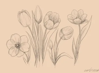 Тюльпан, 2018. Акварель. | Тюльпаны, Акварель, Цветы нарисованные от руки