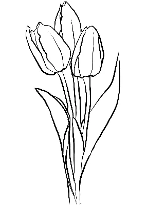 Обои для рабочего стола Тюльпаны Цветы Шаблон 1920x1920