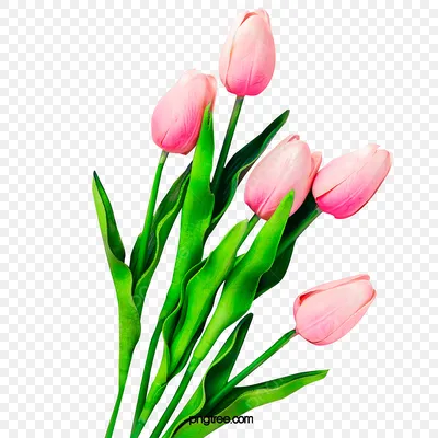 Тюльпан Плакат Фундал, Красивые тюльпаны, нарисованный, рука, красивый  Вектор png | Klipartz