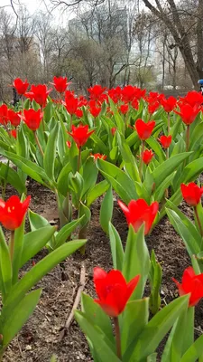 Тюльпаны Красный Дача - Бесплатное фото на Pixabay - Pixabay