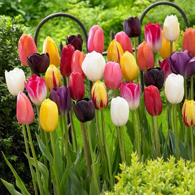 Было бы время, тюльпаны на даче выращивала бы только так: показываю какие  невероятной красоты я видела клумбы | Клумбы, Тюльпаны, Цветник