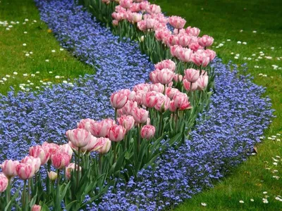 Тюльпаны на даче фото фото