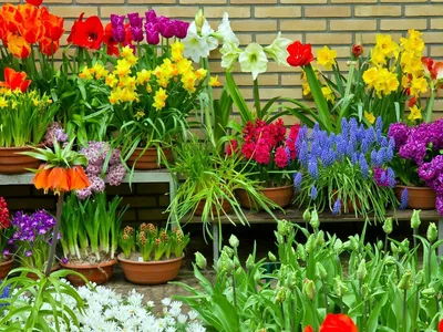 Красивые фото тюльпанов в саду, на даче, в цветнике