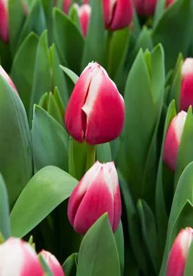 Дача в конце апреля, тюльпаны и нарциссы