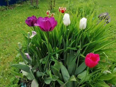 Файл:Тюльпаны в аптекарском огороде, Москва 03.jpg — Википедия