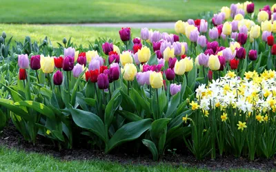 Как красиво высадить тюльпаны на участке | Школа садовода | Дзен