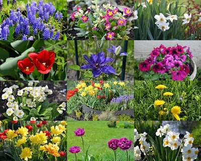 Тюльпаны и нарциссы — оранжево—золотистая буря весны #природа#садовыецветы# тюльпаны#дача#цветочноенастроение#май#весна2020#цветущиймай | Instagram