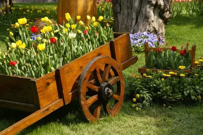 Тюльпаны в огороде (73 фото) - фото - картинки и рисунки: скачать бесплатно