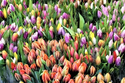 Тюльпан Саппоро (Tulipa Sapporo) - Тюльпаны Лилиецветные - Тюльпаны -  Луковичные - Каталог - Kamelia-gardens.ru