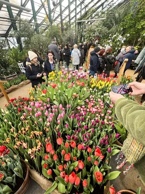 Российские дачники остались без новых сортов нидерландских тюльпанов |  Цветы | Дача | Аргументы и Факты