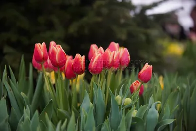 Тюльпаны на даче весной (72 фото) - фото - картинки и рисунки: скачать  бесплатно