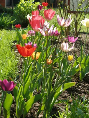 Тюльпаны в Аптекарском огороде, Tulips in the Apothecaries… | Flickr