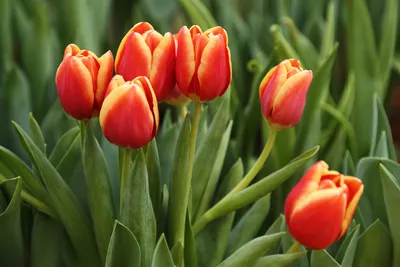 Как красиво высадить тюльпаны на участке | Школа садовода | Дзен