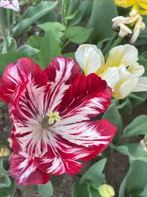 Тюльпаны с запахом арбуза: Более тысячи весенних цветов расцвели в  Аптекарском огороде - Российская газета