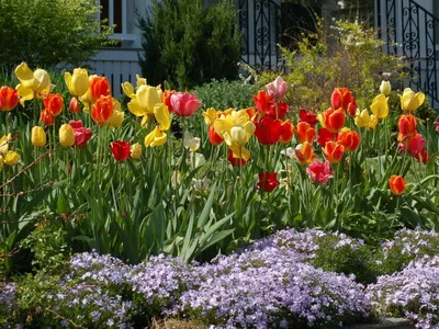 Тюльпаны и нарциссы — оранжево—золотистая буря весны #природа#садовыецветы# тюльпаны#дача#цветочноенастроение#май#весна2020#цветущиймай | Instagram