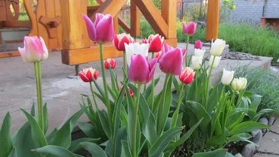 Тюльпаны на огороде - Блог садовода
