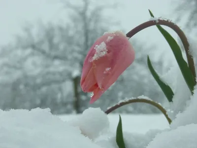 Тюльпаны в снегу картинки фото