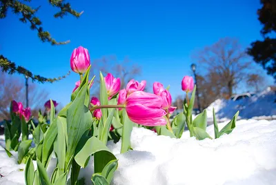 Тюльпаны на снегу | Тюльпаны, Цветы, Букет
