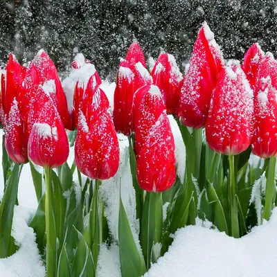 Тюльпаны на снегу. :: Лазарева Оксана – Социальная сеть ФотоКто