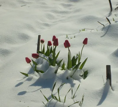 Бесплатные Тюльпан в снегу стоковые фотографии | FreeImages