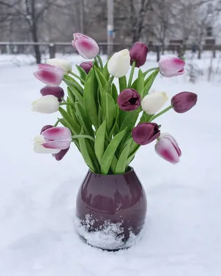 Тюльпаны в снегу | Фотограф Александр Архипов | Фото № 6774