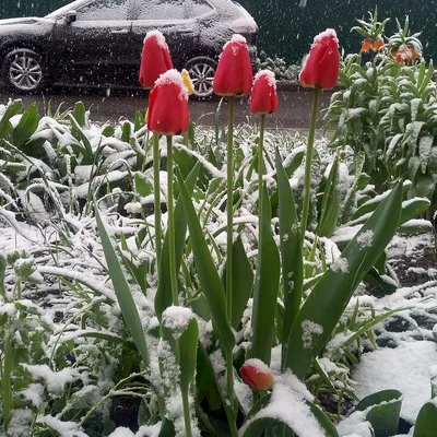 Тюльпаны в снегу. :: Роланд Дубровский – Социальная сеть ФотоКто