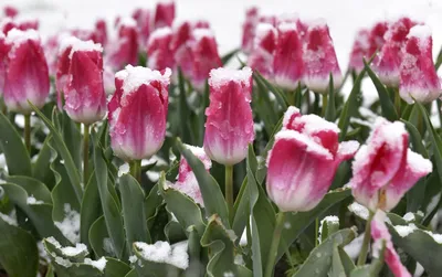 📷 Тюльпаны в снегу