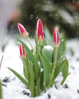 тюльпаны в снегу на рабочий стол Тюльпаны в снегу фото #yandeximages |  Winter flowers, Flower beauty, Winter beauty