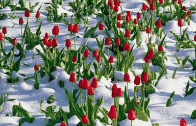 Интерьерная флористика on Instagram: “У кого то подснежники , а у меня  тюльпаны на снегу. ✓Высота 30 см ✓Цветы латекс ✓Ваза стекло. #… | Snow  flower, Vase, Flowers