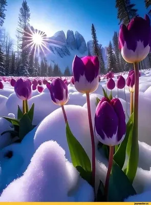 Сиреневые тюльпаны в снегу ,голубое …» — создано в Шедевруме