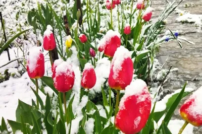 Удивительная природа - Неожиданно выпал снег... Тюльпаны в шоке! ;) |  Facebook