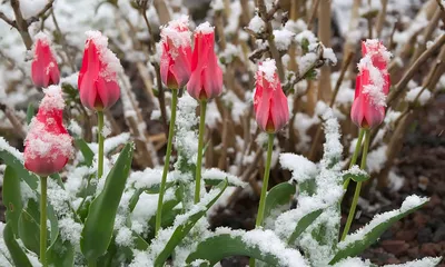 Фантастический апрель – тысячи тюльпанов в снегу (ФОТО) - Одесская Жизнь