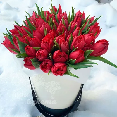 Тюльпаны в снегу - фото и картинки: 63 штук