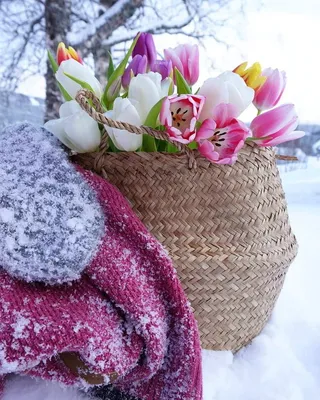 Тюльпаны спят под снегом. И поют (Альфа Елена Калиганова) / Стихи.ру