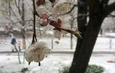 Зимние тюльпаны (большое количество фото) - treepics.ru