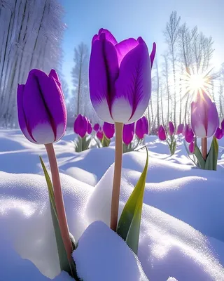 Картинки тюльпаны в снегу красивые (69 фото) » Картинки и статусы про  окружающий мир вокруг