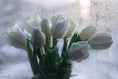 Цветы тюльпанов в снегу генеративный ай | Премиум Фото