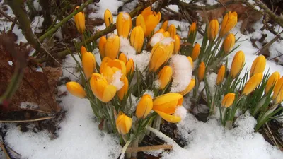 Тюльпаны в снегу - 72 фото